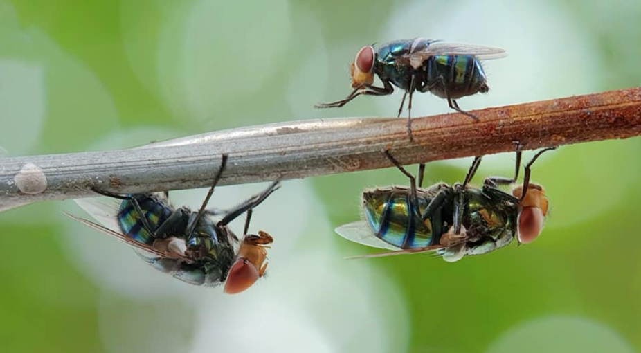 What Makes Flies So Gross?