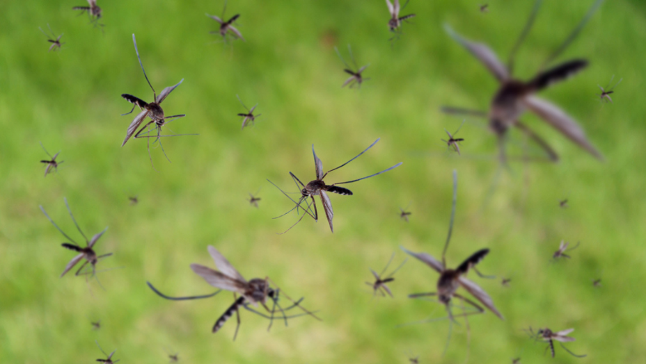 Montgomery, OH Mosquito, Pest & Termite Control from Mosquito Squad of East Cincinnati - NKY