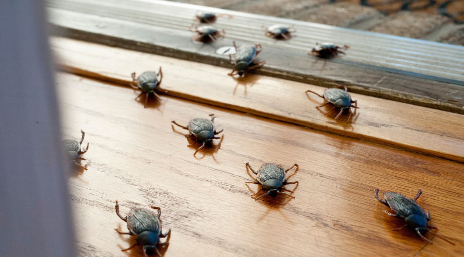 Owensville, OH Mosquito, Pest & Termite Control from Mosquito Squad of Cincinnati