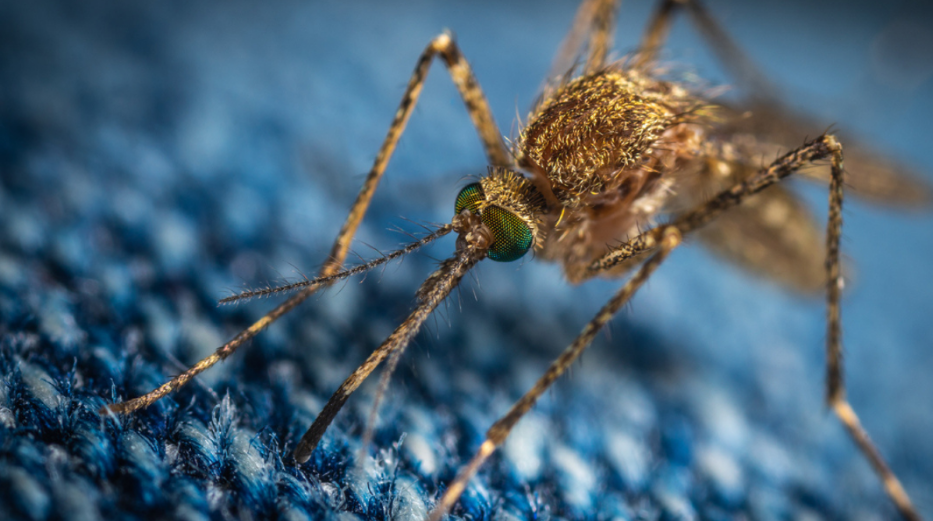 Make Cincinnati Mosquito Control a Priority: Pests are on the Prowl!
