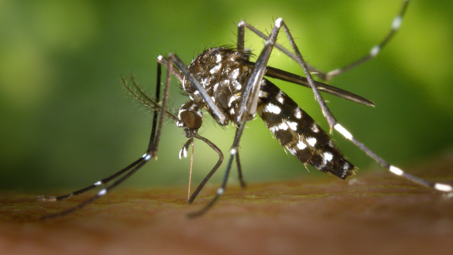 Your Neighbor's Yard Affects How Many Mosquitoes You Have Too