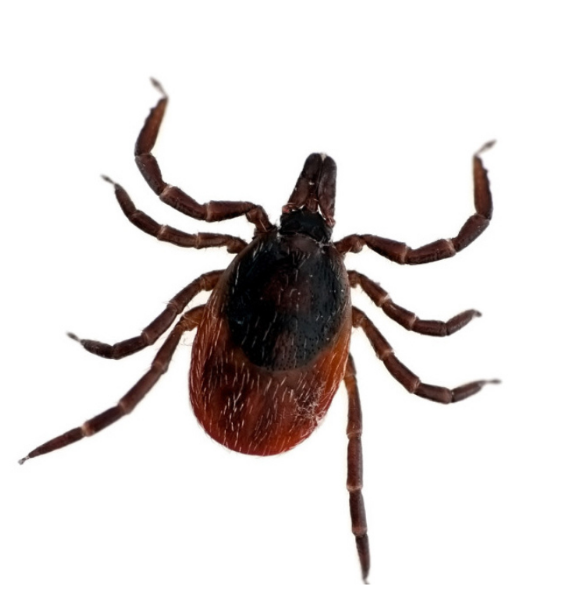 How Small are Ticks?