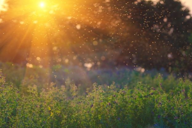 How DIY Efforts Complement Professional Pest Control