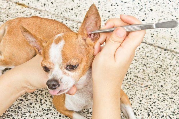 Flea Control Services in Hartford, CT