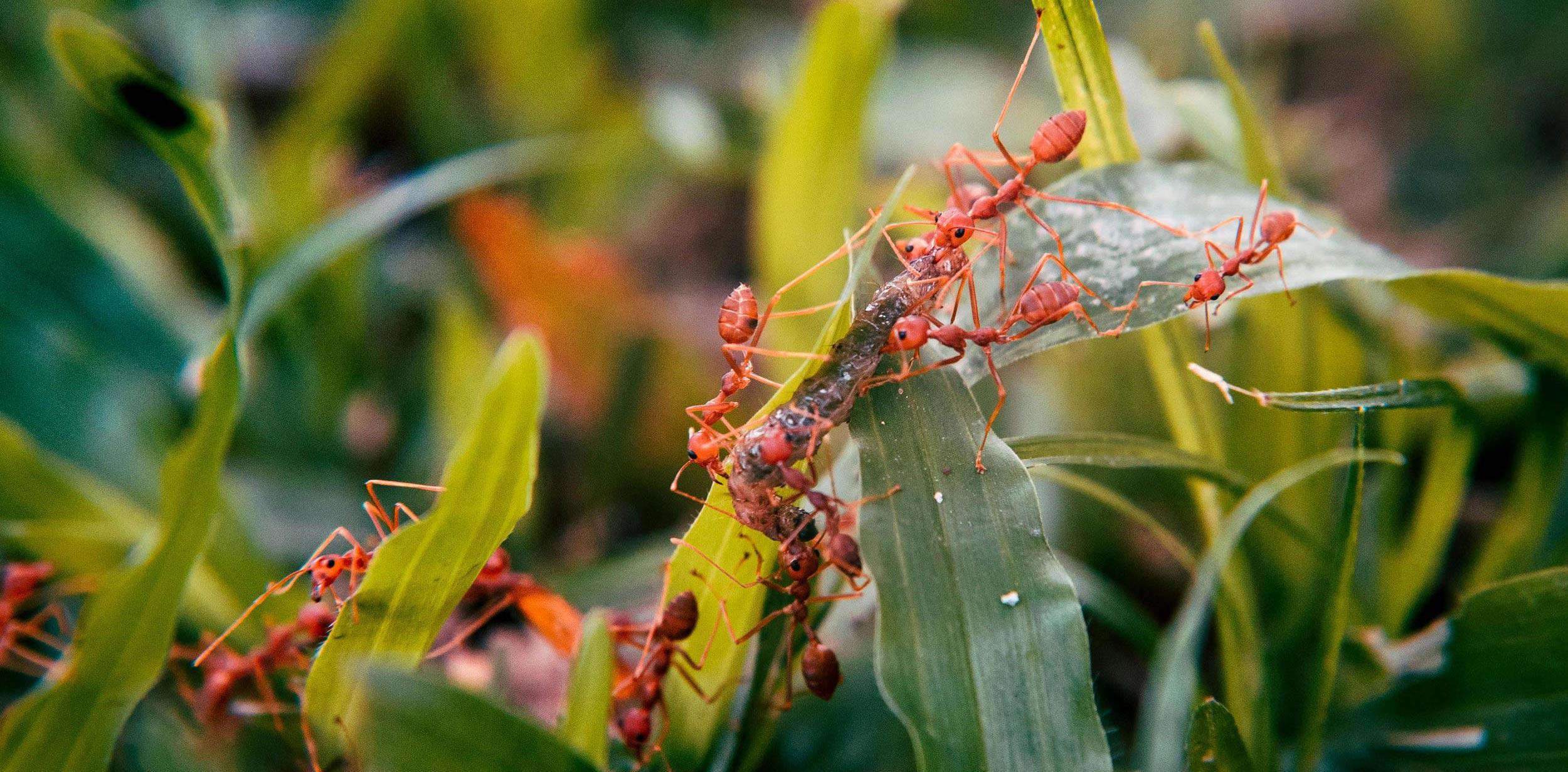 fire ants on leafs