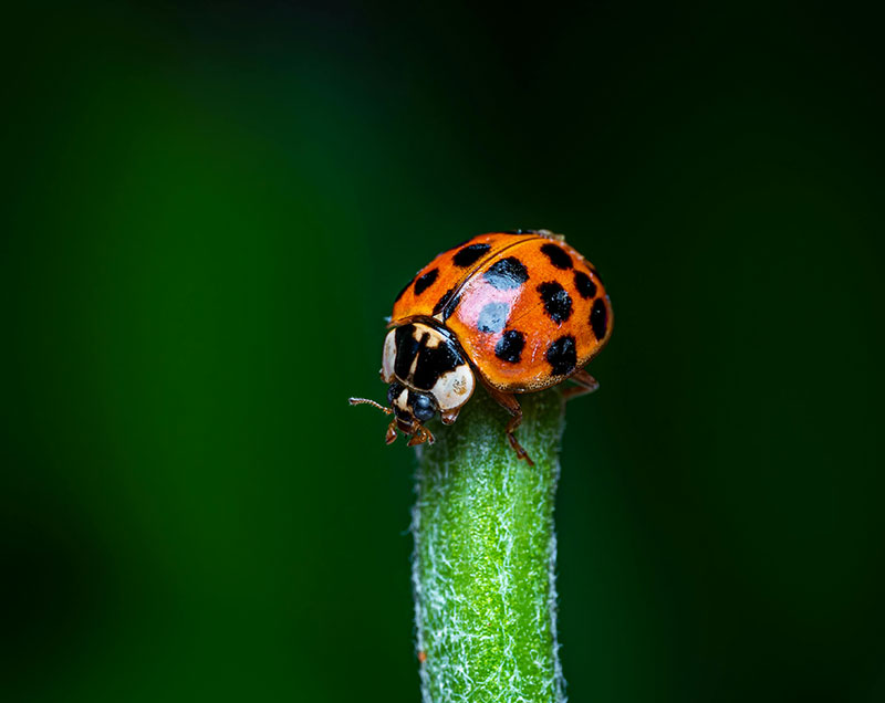 Asian beetle on a leaf