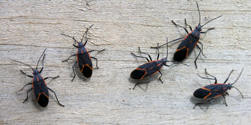 Boxelder Bugs