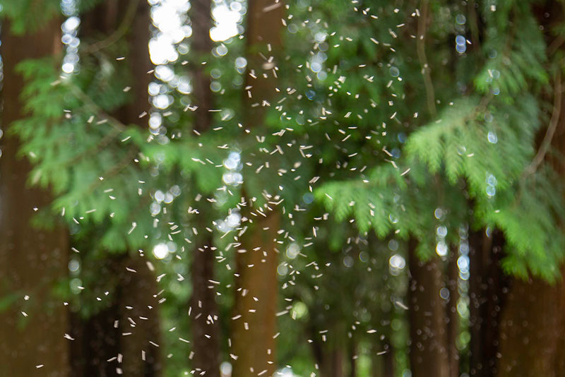 A swarm of no see ums