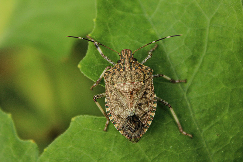 A stink bug on a leaf