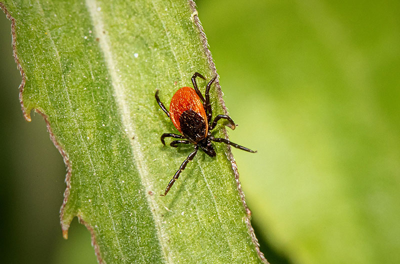 A tick on a leaf