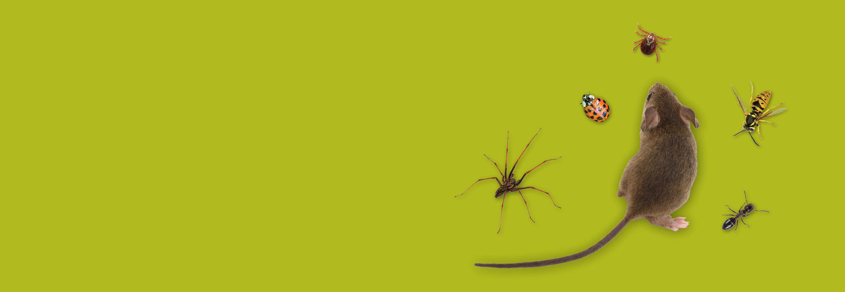 multi-pests + rodent