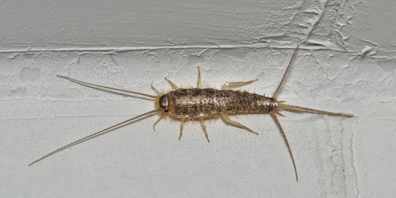 All About Silverfish – Identify and Deter These Quick Insects