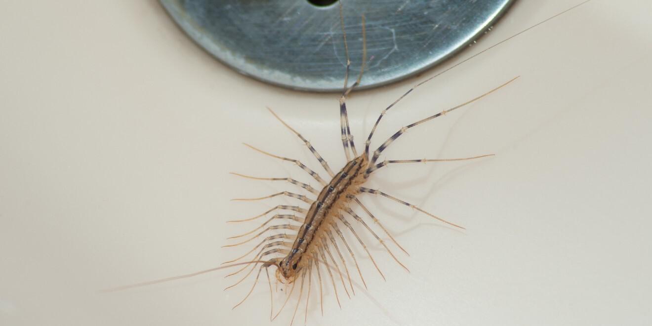 Are Centipedes and Millipedes Dangerous?