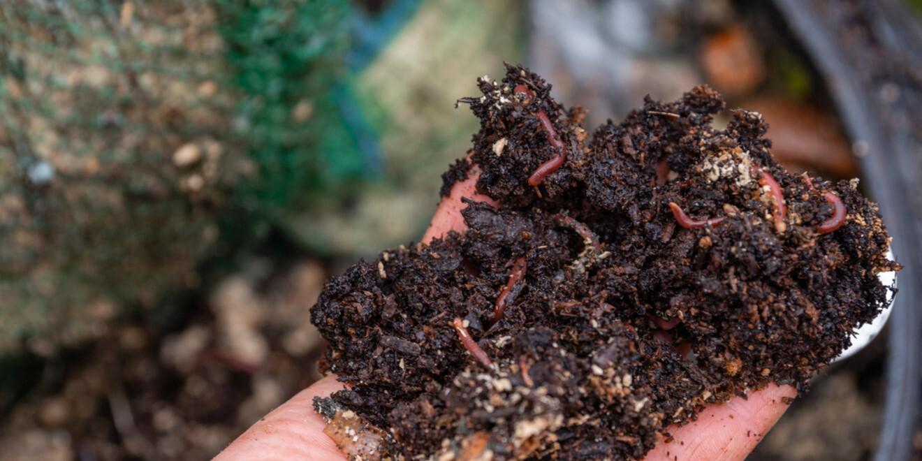 Bugs in Compost: Identify the Good and the Bad