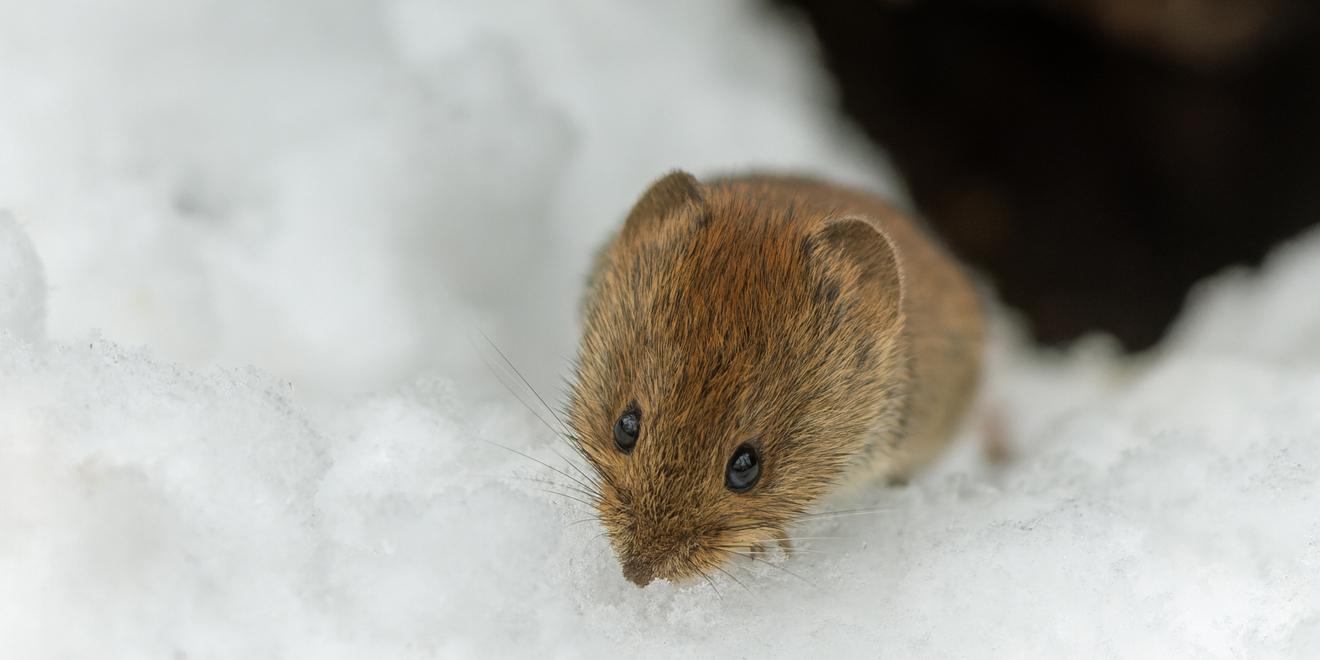Do Rodents Hibernate? Help Protect Your Home from Winter Rodents