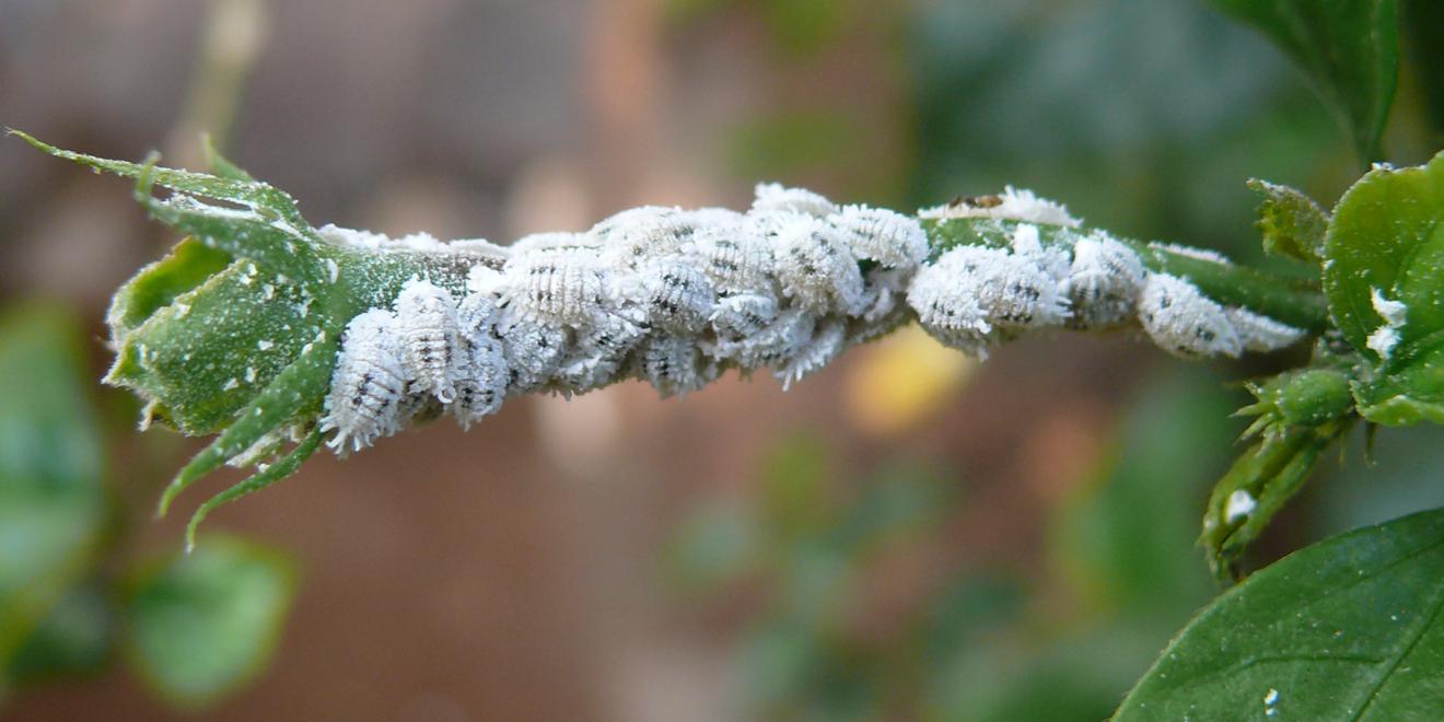 How To Get Rid of Scale and Mealybugs on Plants