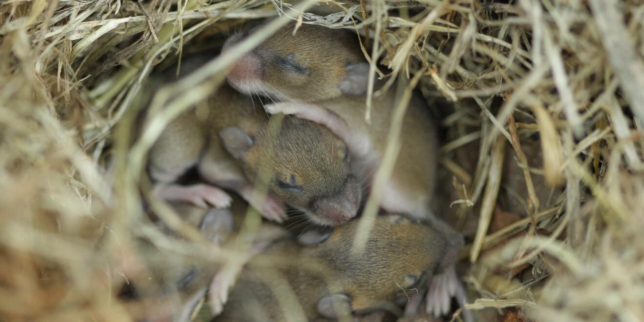 How to Identify a Mouse Infestation – Spot the Signs Early