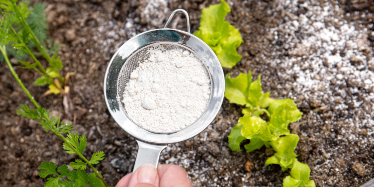 How to Safely Use Diatomaceous Earth to Help Deter Pests