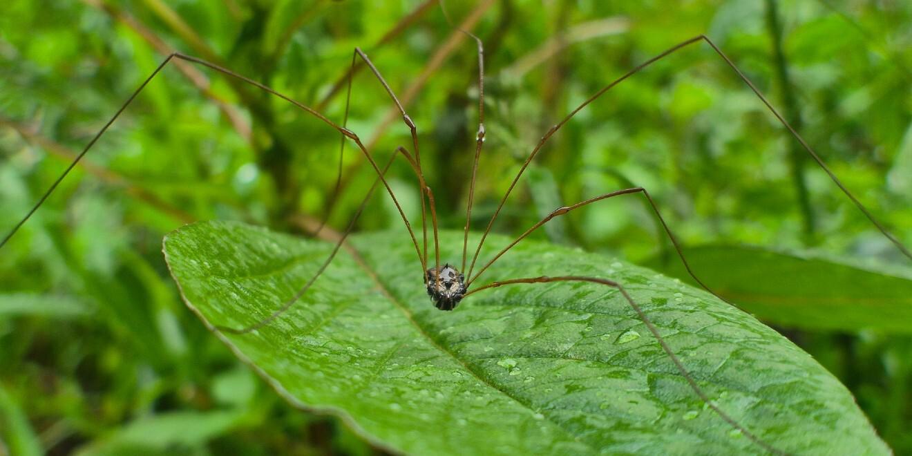 What Are Daddy Long Legs?