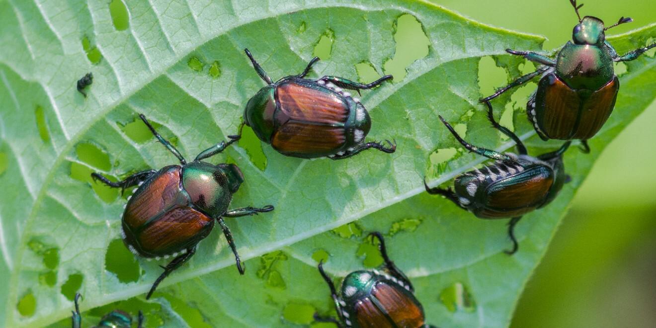 Identify and Help Manage Invasive Japanese Beetles