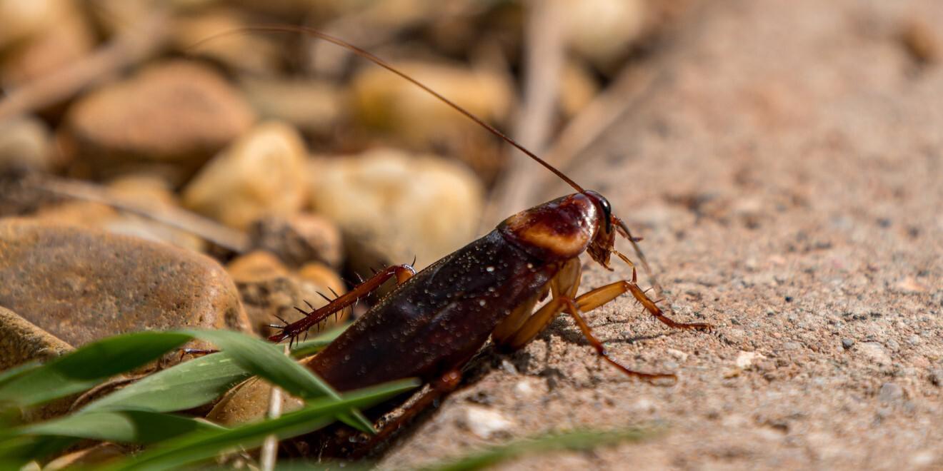 Not All Roaches Invade Homes – Types of Outdoor Roaches