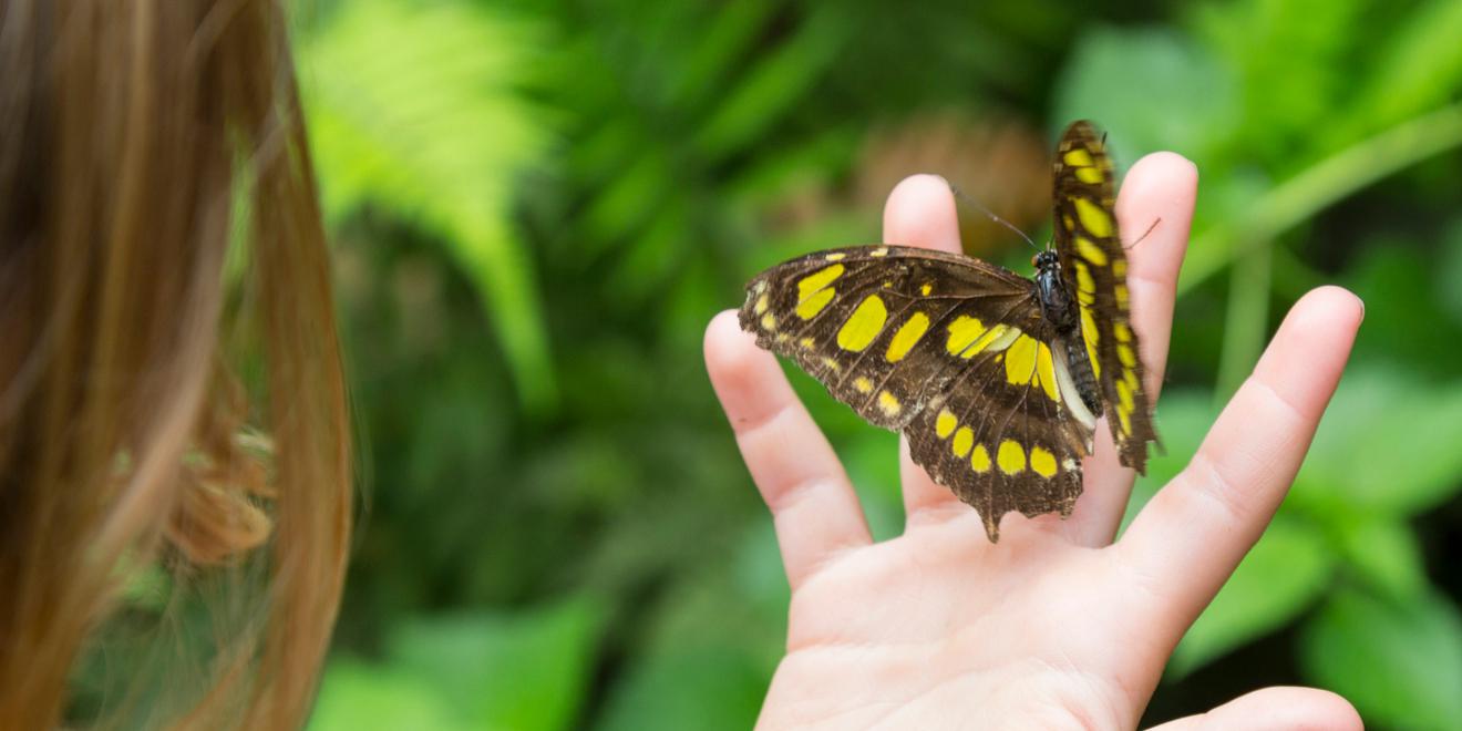 The Symbolic Meaning of Different Insects