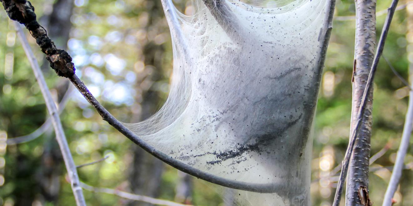 Webworms vs. Tent Caterpillars and How To Help Get Rid of Them