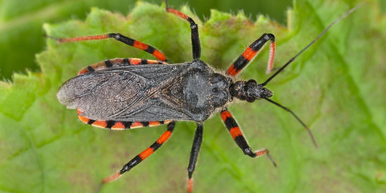 What are Assassin Bugs? Are They Dangerous?