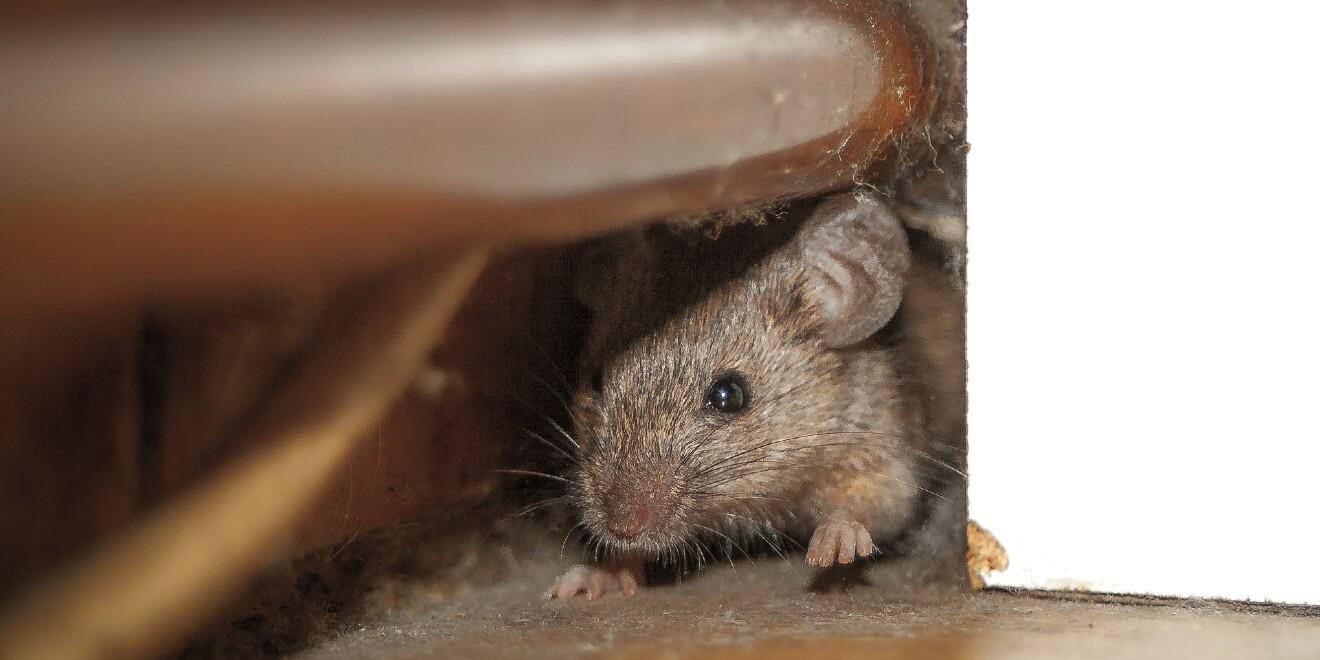 What Diseases Do Rodents Carry? 5 Rodent-borne Diseases
