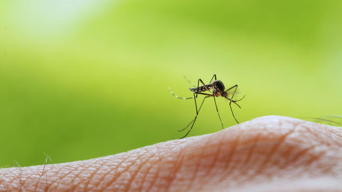 How Much is Insect Control in Austin TX?