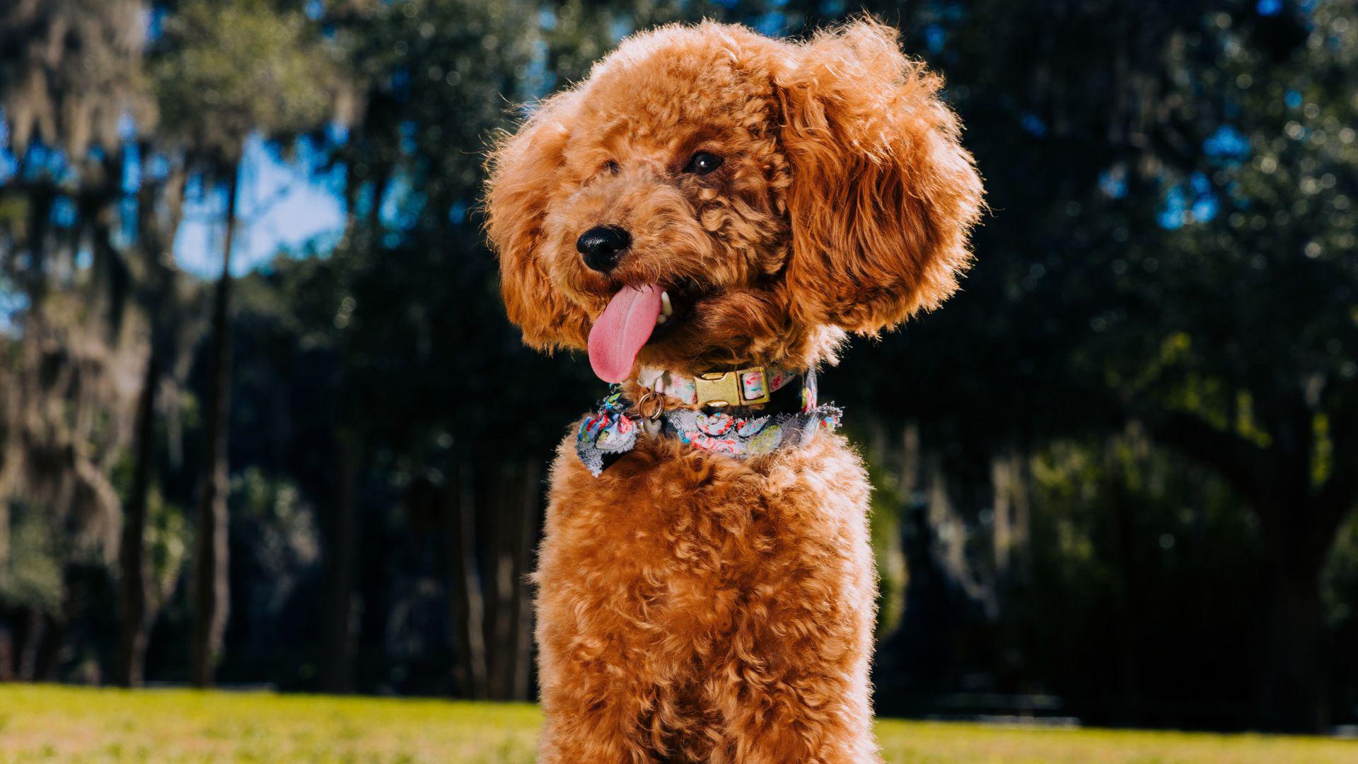 Paws, Play, and Stopping Pests for Pet Owners