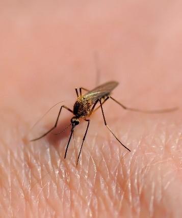 mosquito on skin