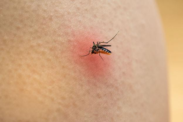 The Hidden Dangers of Mosquitoes: What Utah Residents Should Know