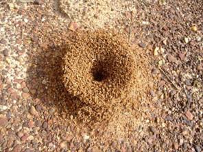 Pyramid Ant Mound in Yard