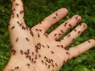 Typical Mound Building Ants
