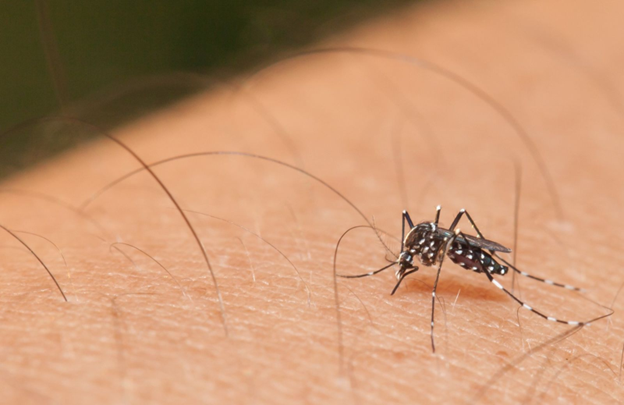 What Is a Mosquito Trap?