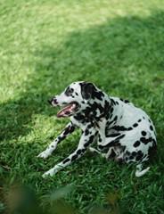 Itchy fleas in backyard