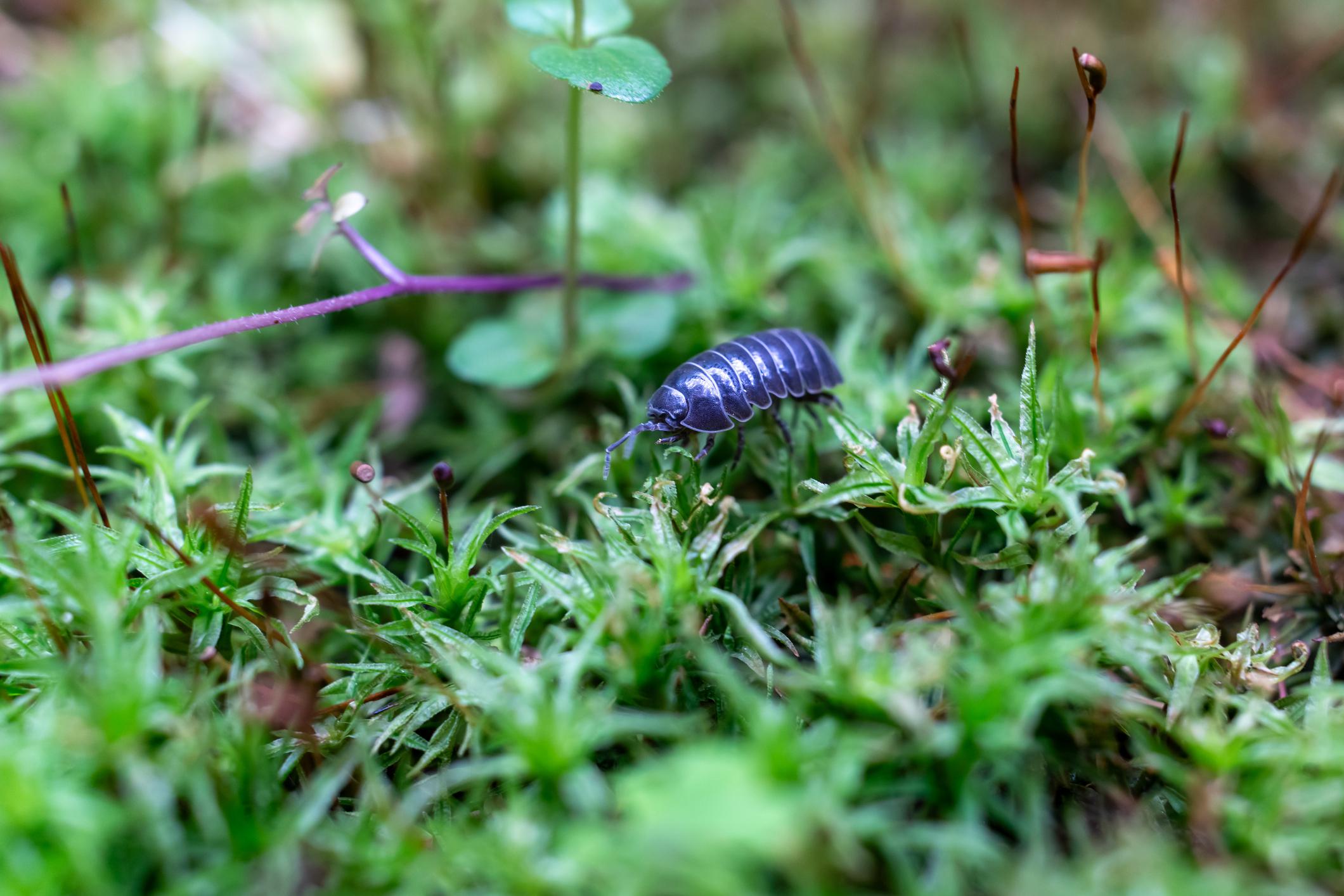 Are Sow Bugs, Pill Bugs and Roly-Polies the Same Thing?