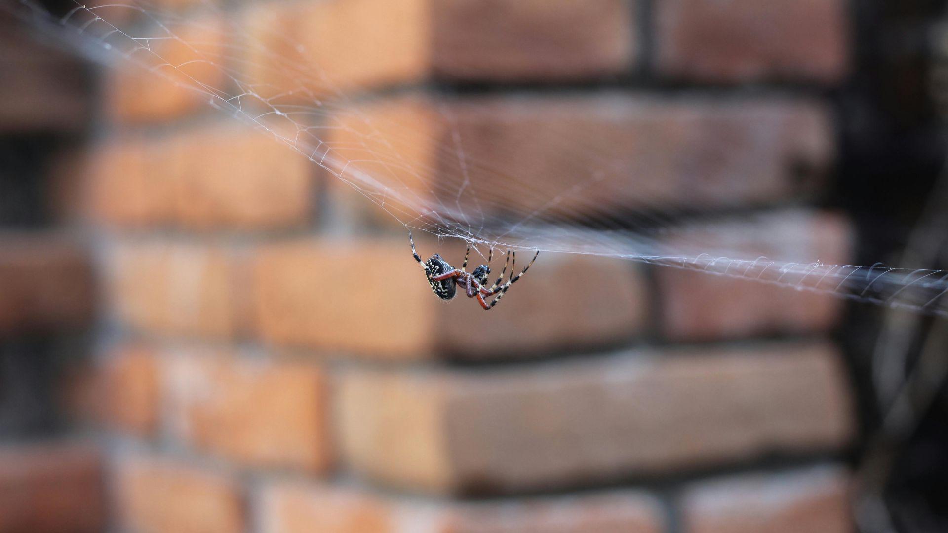 3 Reasons You Have Spiders, Especially Right Now
