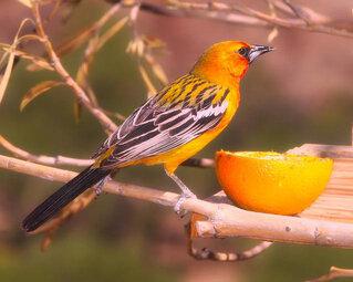 https://www.mosquitosquad.net/el-paso/about-us/blog/mosquitoes-facts-more/what-types-of-birds-eat-mosquitoes-/
