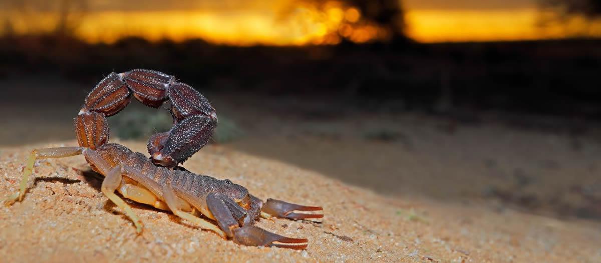 Do Mosquito Control Companies Offer Scorpion Control?