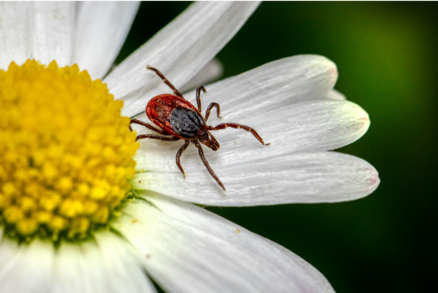 Plano, TX, Pest Control for Mosquitoes, Ticks, and More