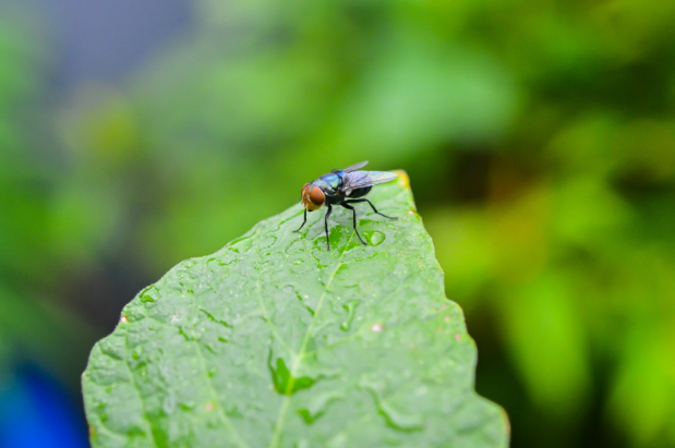 Your Questions About Hartland, WI Fly Control Answered!