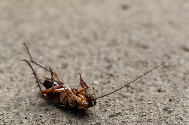 Curious About Mosquito Squad’s Solutions for Mukwonago Cockroach Control?