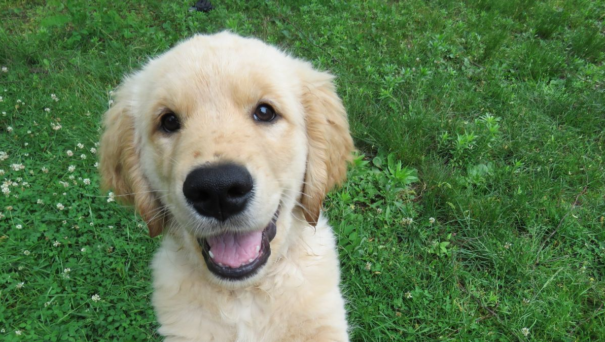 New Puppy? You Can Still Get Mosquito Control!
