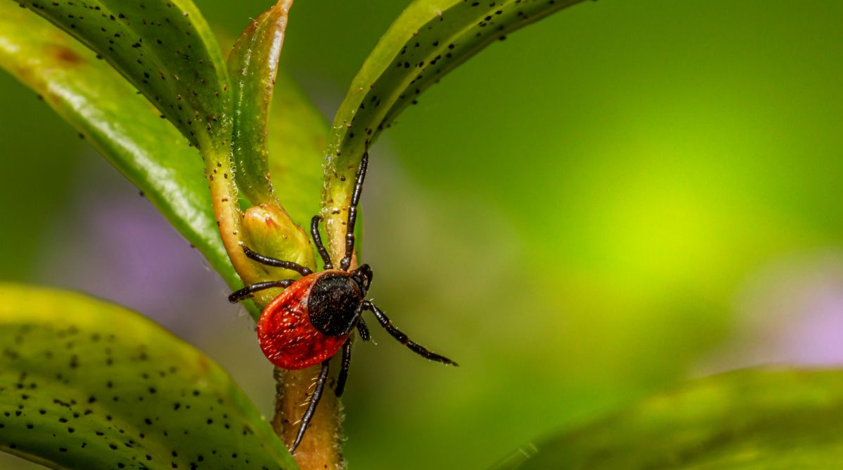 How Our Traditional Treatment Tackles Ticks