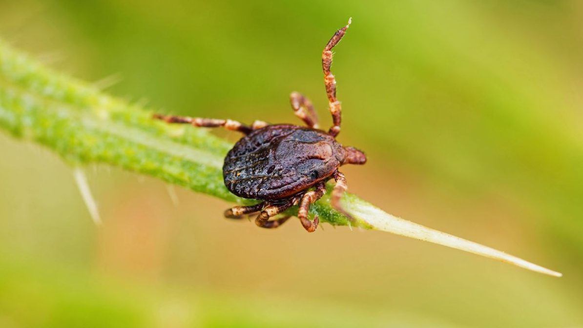 What Time of Day Are Ticks Most Active?