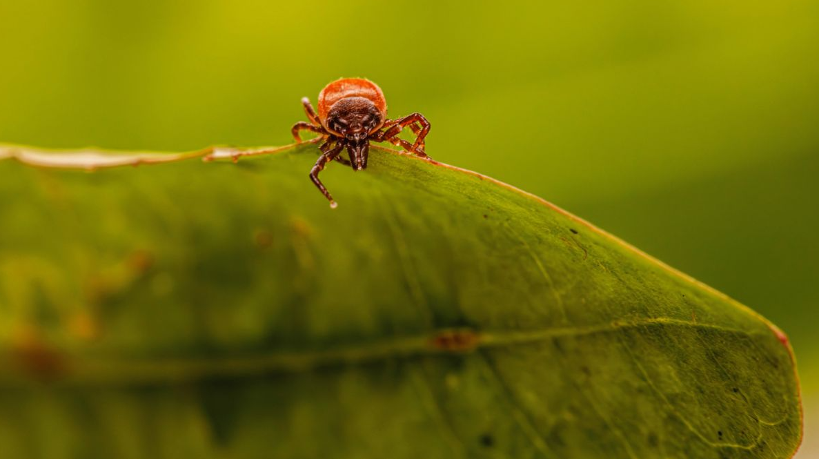 Late-Summer Tick Activity in St. Louis: What Homeowners Need to Know Now