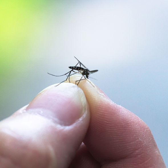 Mosquito Control in Highland Park, TX: Keep Your Evenings Comfortable