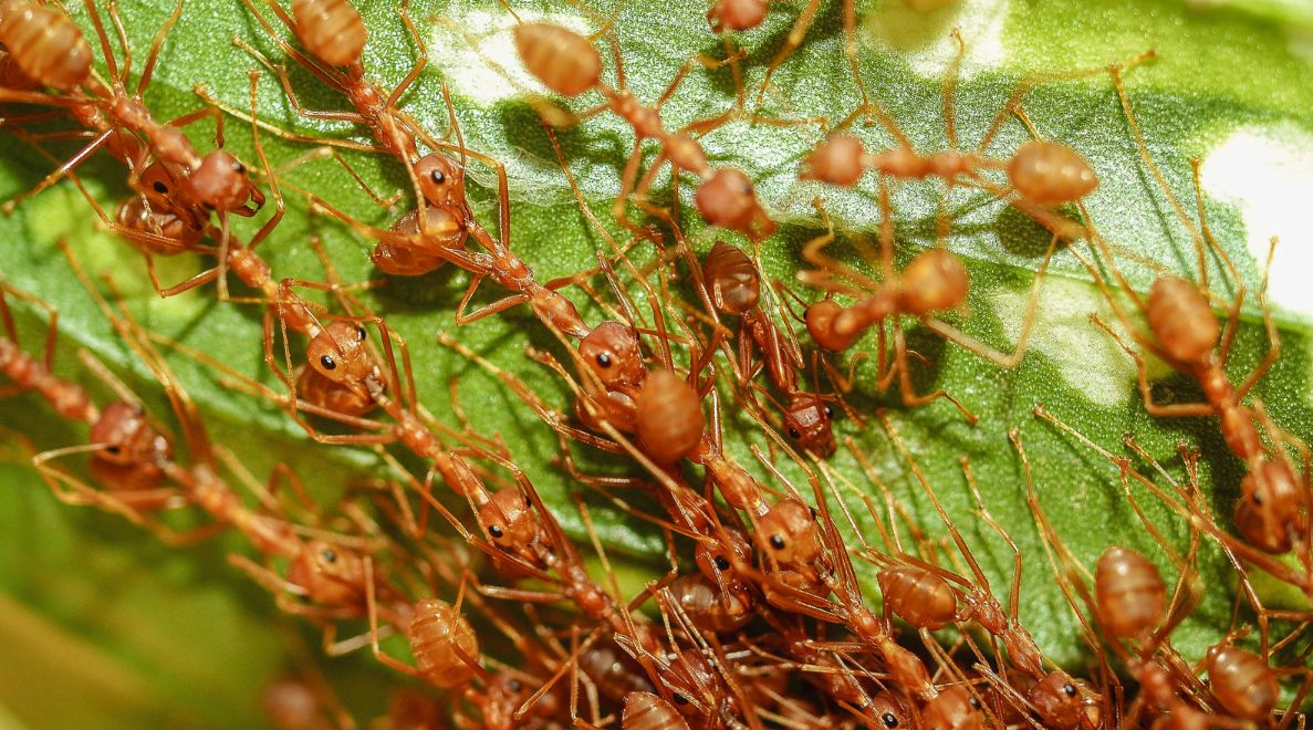 You’ve Heard of Floodwater Mosquitoes, But Floodwater Ants?